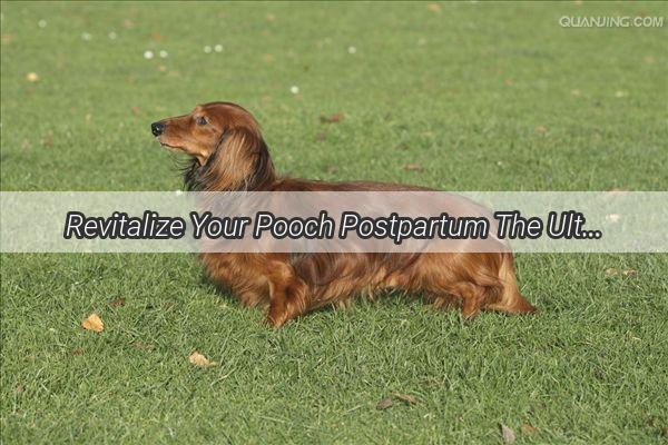 Revitalize Your Pooch Postpartum The Ultimate Guide to Postpartum Vaginal Care for Dogs